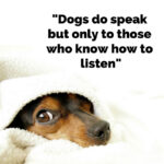 Dog-do-speak-but-only-to-those-who-know-how-to-listen-